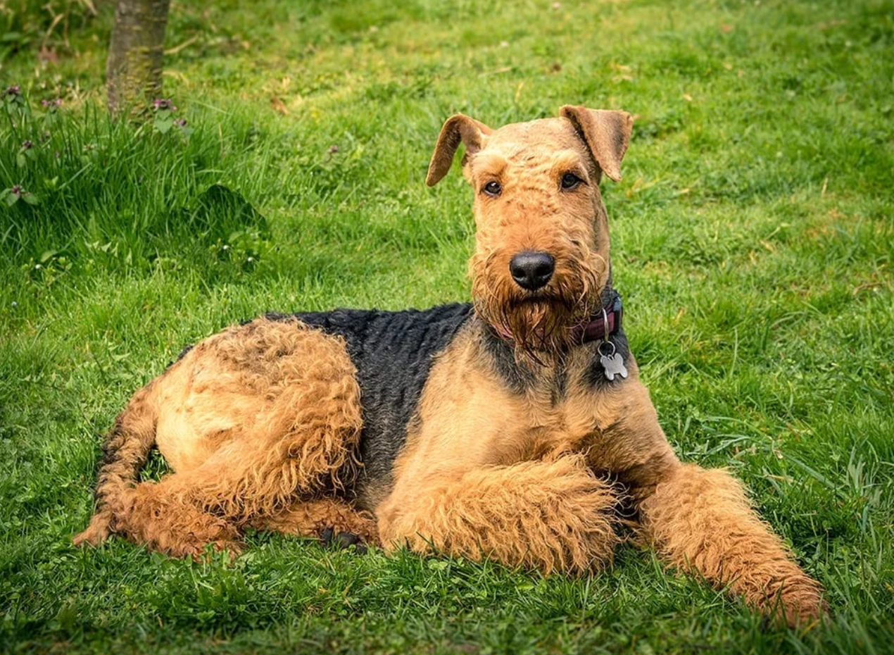 Airedale Terrier